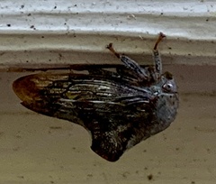 Telamona decorata