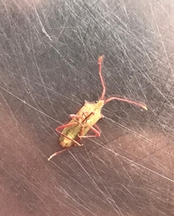 Gonocerus insidiator