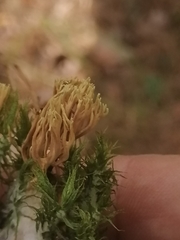 Clavariaceae