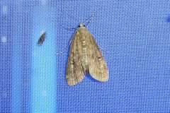 Parapoynx stratiotata