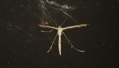 Stenoptilia zophodactylus