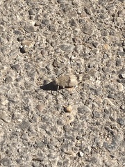 Oedipoda caerulescens