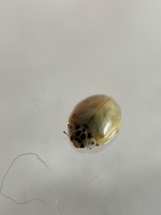 Adalia decempunctata