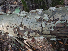 Stereum subtomentosum