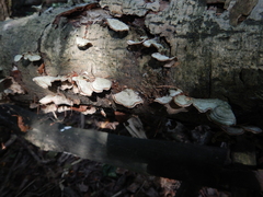 Stereum subtomentosum