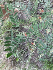 Indigofera lindheimeriana