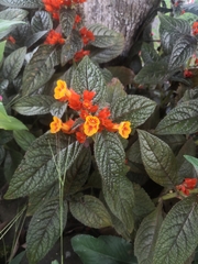 Chrysothemis pulchella