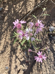 Palafoxia sphacelata