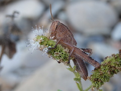 Anacridium aegyptium