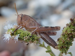 Anacridium aegyptium