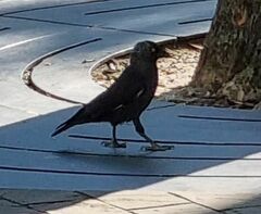 Corvus monedula