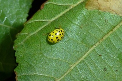 Psyllobora vigintiduopunctata