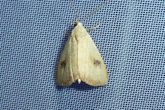 Rivula sericealis