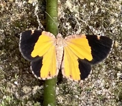 Heterusia
