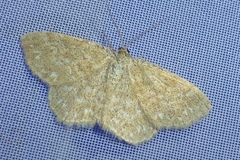 Scopula immorata