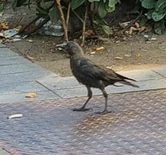 Corvus monedula