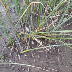 Schoenoplectus lacustris