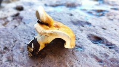 Albatrellus