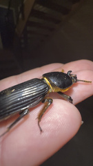 Odontotaenius disjunctus