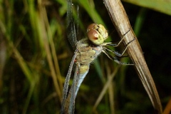 Sympetrum vulgatum