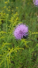 Cirsium discolor
