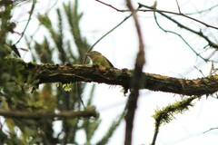 Phylloscartes ventralis