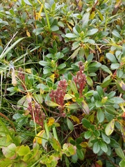 Rhododendron hirsutum