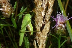 Phaneroptera falcata