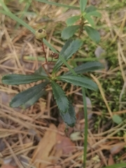Chimaphila umbellata