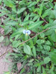 Commelina diffusa
