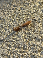 Stagmomantis