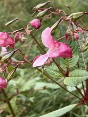Impatiens glandulifera