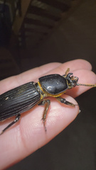 Odontotaenius disjunctus