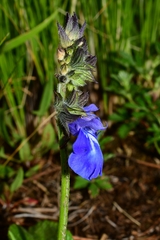 Salvia prunelloides
