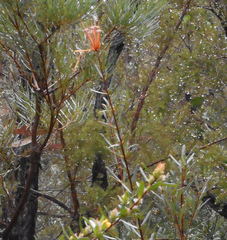 Lambertia formosa