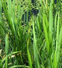 Sparganium erectum