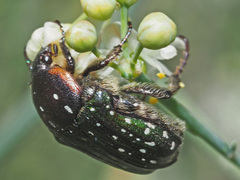 Leucocelis