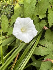 Calystegia sepium