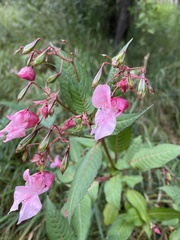 Impatiens glandulifera