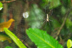 Nephila