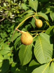 Aesculus