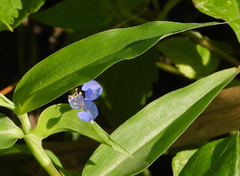 Commelina diffusa