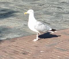 Larus argentatus