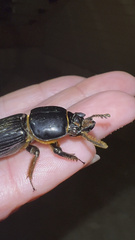Odontotaenius disjunctus