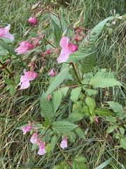 Impatiens glandulifera