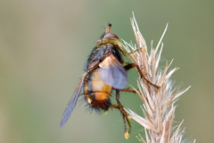 Tachina fera