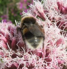 Bombus terrestris