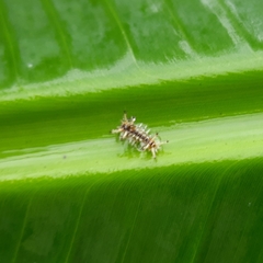 Limacodidae