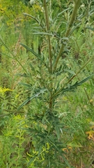 Cirsium discolor