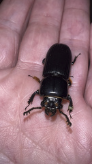 Odontotaenius disjunctus